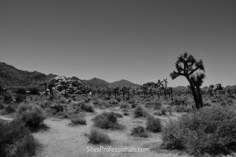 Joshua Tree picture for new psychiatrist opportunities with Sites Professionals